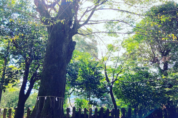 御神木 豊後大野市 神社