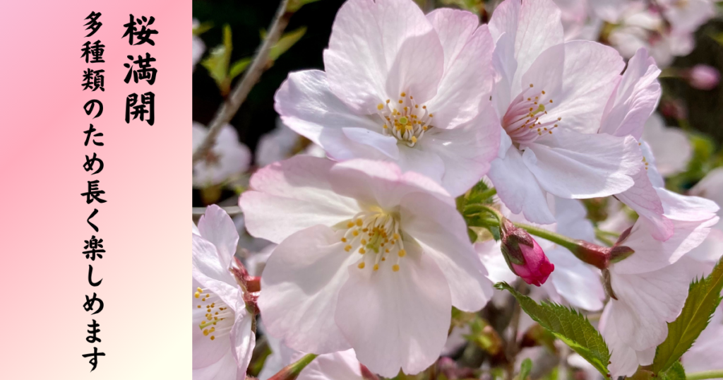 神社の桜は満開です - 祭殿並祖霊大国魂社 市辺田八幡社