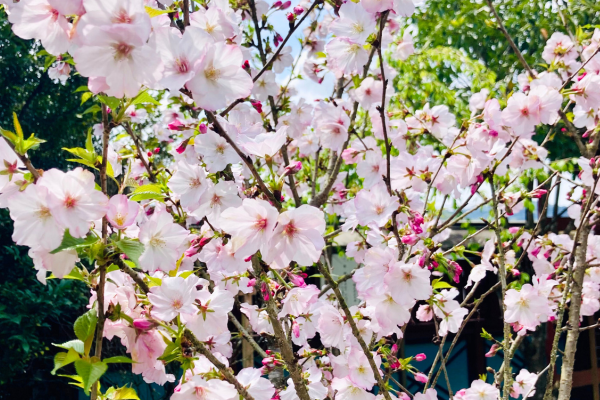 桜