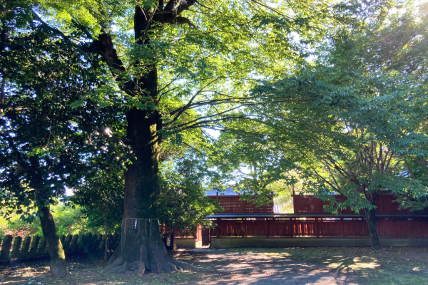 御神木、生命力